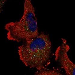 Invitrogen ITPKA Polyclonal Antibody 100 &mu;L; Unconjugated:Antibodies,