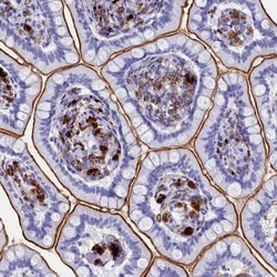 Invitrogen PLAC8 Polyclonal Antibody 100 &mu;L; Unconjugated:Antibodies,