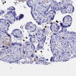 Invitrogen PLAC8 Polyclonal Antibody 100 &mu;L; Unconjugated:Antibodies,