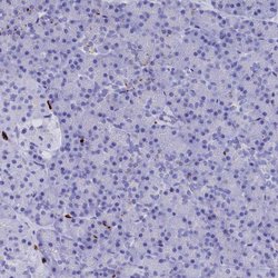 Invitrogen PLAC8 Polyclonal Antibody 100 &mu;L; Unconjugated:Antibodies,