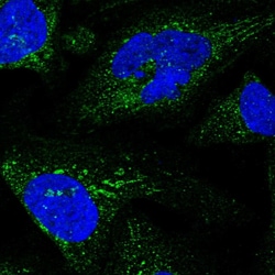 Invitrogen GLCE Polyclonal Antibody 100 &mu;L; Unconjugated:Antibodies,