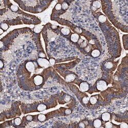 Invitrogen GLCE Polyclonal Antibody 100 &mu;L; Unconjugated:Antibodies,