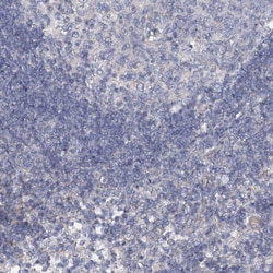 Invitrogen GLCE Polyclonal Antibody 100 &mu;L; Unconjugated:Antibodies,
