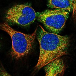 Invitrogen C15orf52 Polyclonal Antibody 100 &mu;L; Unconjugated:Antibodies,