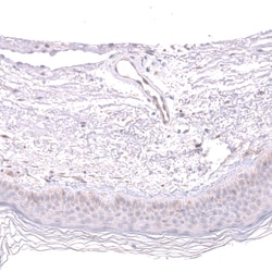 Invitrogen Kindlin 2 Polyclonal Antibody 100 &mu;L; Unconjugated:Antibodies,