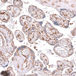 Invitrogen Kindlin 2 Polyclonal Antibody 100 &mu;L; Unconjugated:Antibodies,