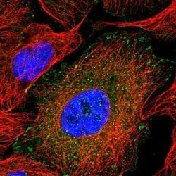 Invitrogen Kindlin 2 Polyclonal Antibody 100 &mu;L; Unconjugated:Antibodies,