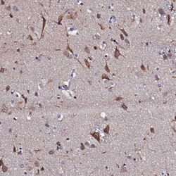 Invitrogen SLC16A14 Polyclonal Antibody 100 &mu;L; Unconjugated:Antibodies,