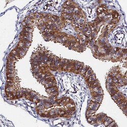 Invitrogen SLC16A14 Polyclonal Antibody 100 &mu;L; Unconjugated:Antibodies,