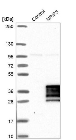 Invitrogen NRIP3 Polyclonal Antibody 100 &mu;L; Unconjugated:Antibodies,