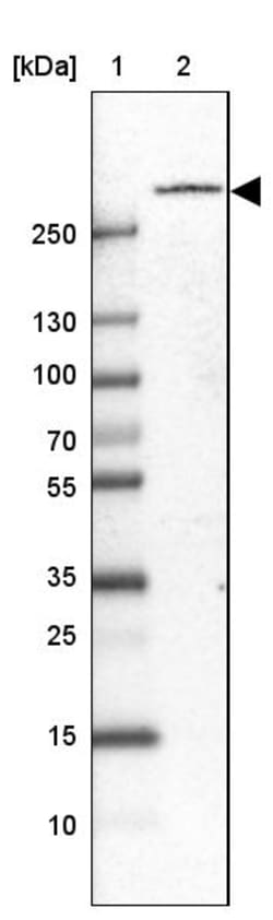Invitrogen PLXNB1 Polyclonal Antibody 100 &mu;L | Buy Online | Invitrogen&trade; | Fisher Scientific