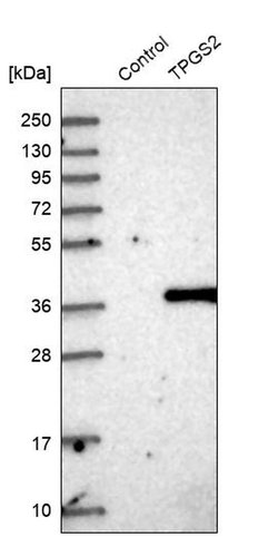 Invitrogen TPGS2 Polyclonal Antibody 100 &mu;L | Buy Online | Invitrogen&trade; | Fisher Scientific