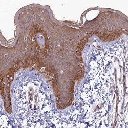 Invitrogen FOPNL Polyclonal Antibody 100 &mu;L; Unconjugated:Antibodies,