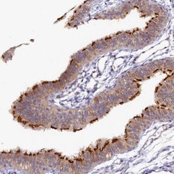 Invitrogen FOPNL Polyclonal Antibody 100 &mu;L; Unconjugated:Antibodies,