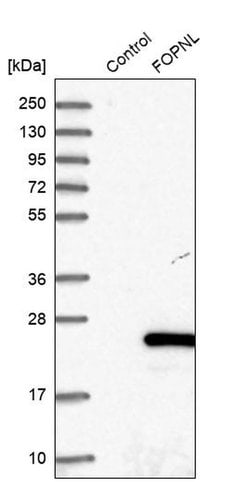 Invitrogen FOPNL Polyclonal Antibody 100 &mu;L; Unconjugated:Antibodies,