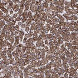 Invitrogen HAUS1 Polyclonal Antibody 100 &mu;L; Unconjugated:Antibodies,