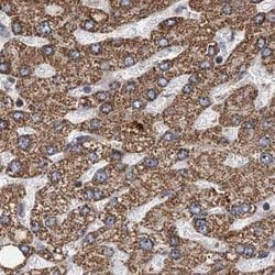 Invitrogen CEP68 Polyclonal Antibody 100 &mu;L; Unconjugated:Antibodies,