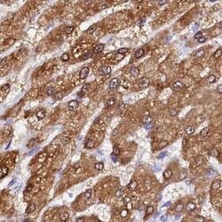 Invitrogen Sorbitol Dehydrogenase Polyclonal Antibody 100 &mu;L; Unconjugated:Antibodies,