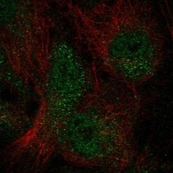 Invitrogen WDFY4 Polyclonal Antibody 100 &mu;L; Unconjugated:Antibodies,