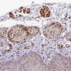 Invitrogen WDFY4 Polyclonal Antibody 100 &mu;L; Unconjugated:Antibodies,