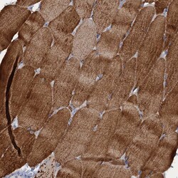 Invitrogen RAD9B Polyclonal Antibody 100 &mu;L; Unconjugated:Antibodies,