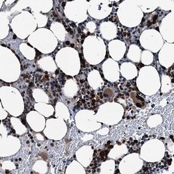 Invitrogen GRASP Polyclonal Antibody 100 &mu;L; Unconjugated:Antibodies,