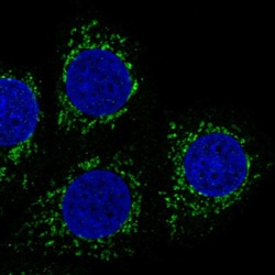 Invitrogen PMPCB Polyclonal Antibody 100 &mu;L; Unconjugated:Antibodies,