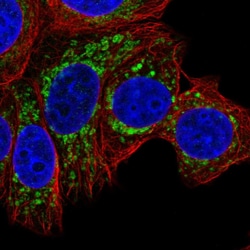 Invitrogen EEF1G Polyclonal Antibody 100 &mu;L; Unconjugated:Antibodies,