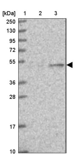Invitrogen EEF1G Polyclonal Antibody 100 &mu;L; Unconjugated:Antibodies,