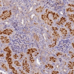 Invitrogen HYKK Polyclonal Antibody 100 &mu;L; Unconjugated:Antibodies,
