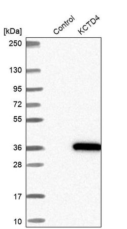 Invitrogen KCTD4 Polyclonal Antibody 100 &mu;L; Unconjugated:Antibodies,