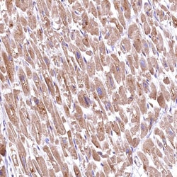 Invitrogen RASSF1 Polyclonal Antibody 100 &mu;L | Buy Online | Invitrogen&trade; | Fisher Scientific