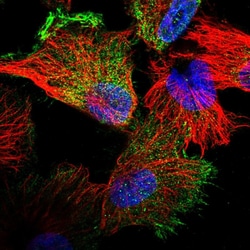 Invitrogen Filensin Polyclonal Antibody 100 &mu;L; Unconjugated:Antibodies,