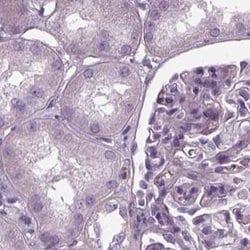 Invitrogen Filensin Polyclonal Antibody 100 &mu;L; Unconjugated:Antibodies,