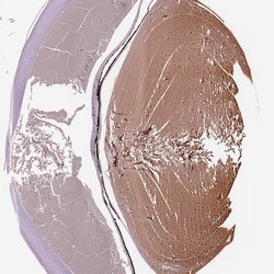 Invitrogen Filensin Polyclonal Antibody 100 &mu;L; Unconjugated:Antibodies,