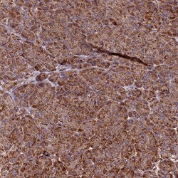 Invitrogen HERPUD1 Polyclonal Antibody 100 &mu;L; Unconjugated:Antibodies,