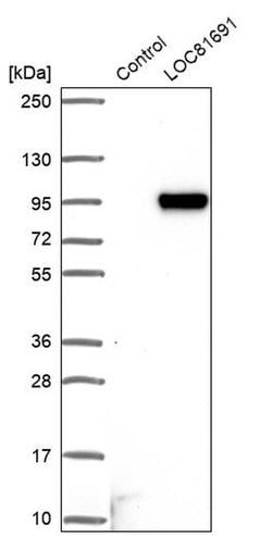 Invitrogen LOC81691 Polyclonal Antibody 100 &mu;L; Unconjugated:Antibodies,