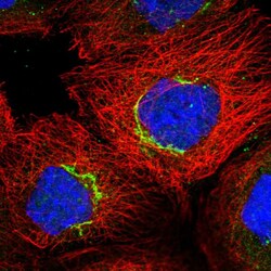 Invitrogen COG7 Polyclonal Antibody 100 &mu;L; Unconjugated:Antibodies,