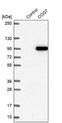Invitrogen COG7 Polyclonal Antibody 100 &mu;L; Unconjugated:Antibodies,