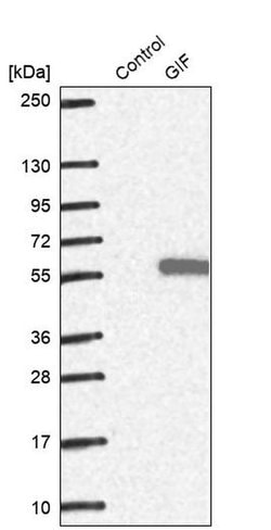 Invitrogen GIF Polyclonal Antibody 100 &mu;L; Unconjugated:Anticuerpos