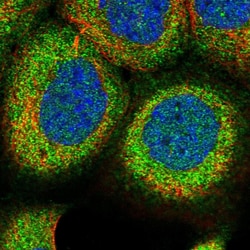 Invitrogen RCCD1 Polyclonal Antibody 100 &mu;L; Unconjugated:Antibodies,