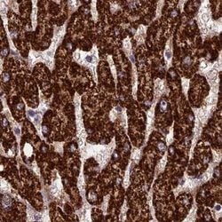 Invitrogen RCCD1 Polyclonal Antibody 100 &mu;L; Unconjugated:Antibodies,