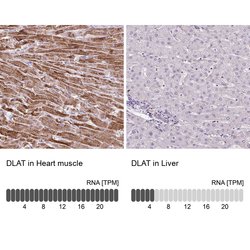 Invitrogen DLAT Polyclonal Antibody 100 &mu;L; Unconjugated:Antibodies,