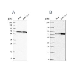 Invitrogen DLAT Polyclonal Antibody 100 &mu;L; Unconjugated:Antibodies,