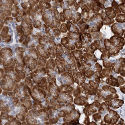 Invitrogen DNAJC21 Polyclonal Antibody 100 &mu;L; Unconjugated:Antibodies,