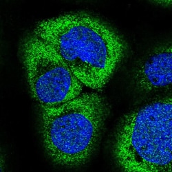 Invitrogen ZC3H7A Polyclonal Antibody 100 &mu;L; Unconjugated:Antibodies,