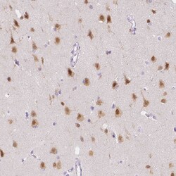 Invitrogen RBFOX1 Polyclonal Antibody 100 &mu;L; Unconjugated:Antibodies,