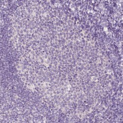 Invitrogen RBFOX1 Polyclonal Antibody 100 &mu;L; Unconjugated:Antibodies,