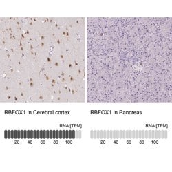 Invitrogen RBFOX1 Polyclonal Antibody 100 &mu;L; Unconjugated:Antibodies,