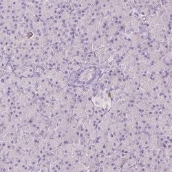 Invitrogen RBFOX1 Polyclonal Antibody 100 &mu;L; Unconjugated:Antibodies,
